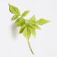 Sage leaf on a light grey background