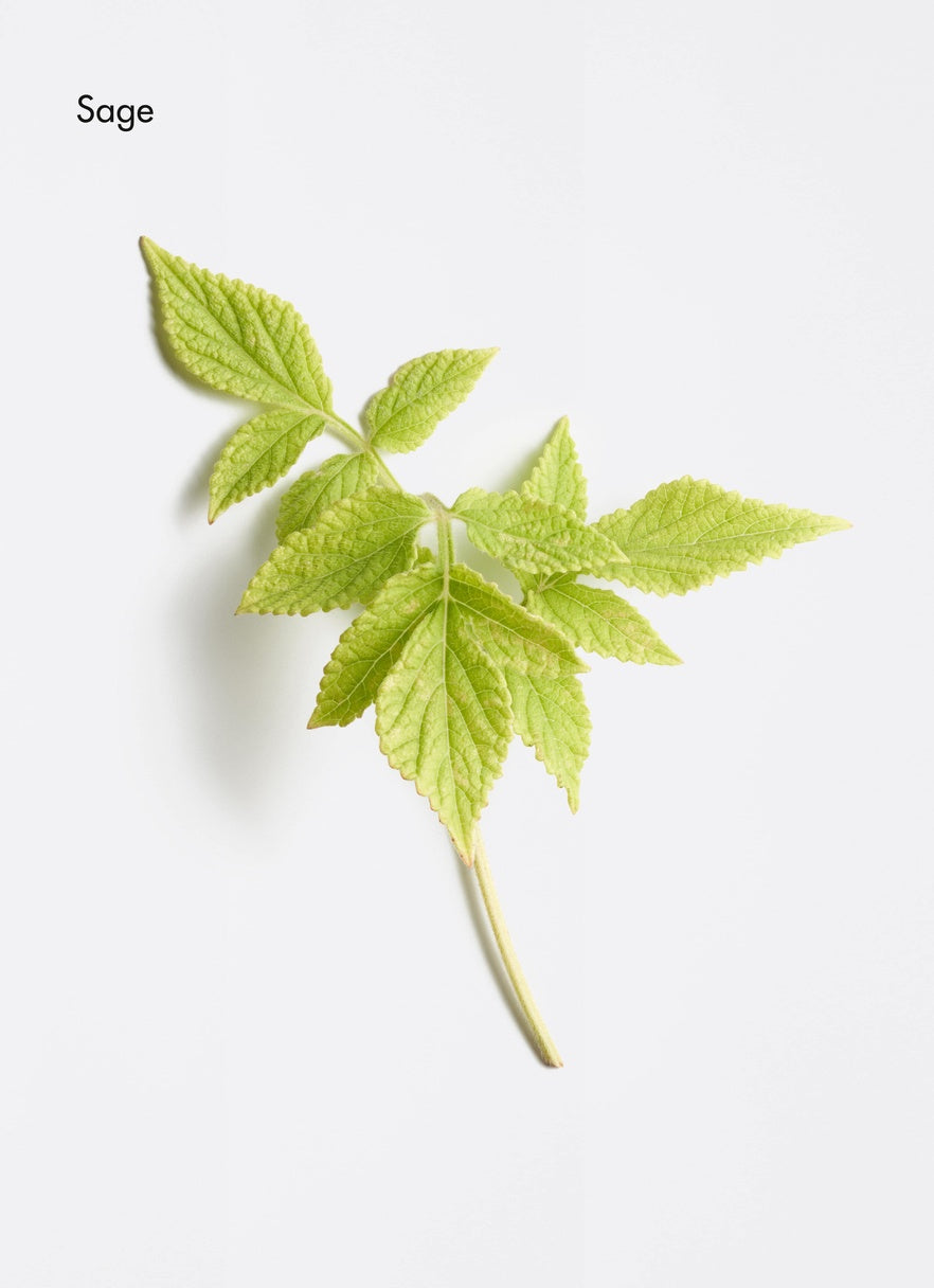 Sage leaf on a light grey background