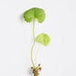 Tiger grass plant on a white background