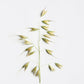 Oat plant on a white background