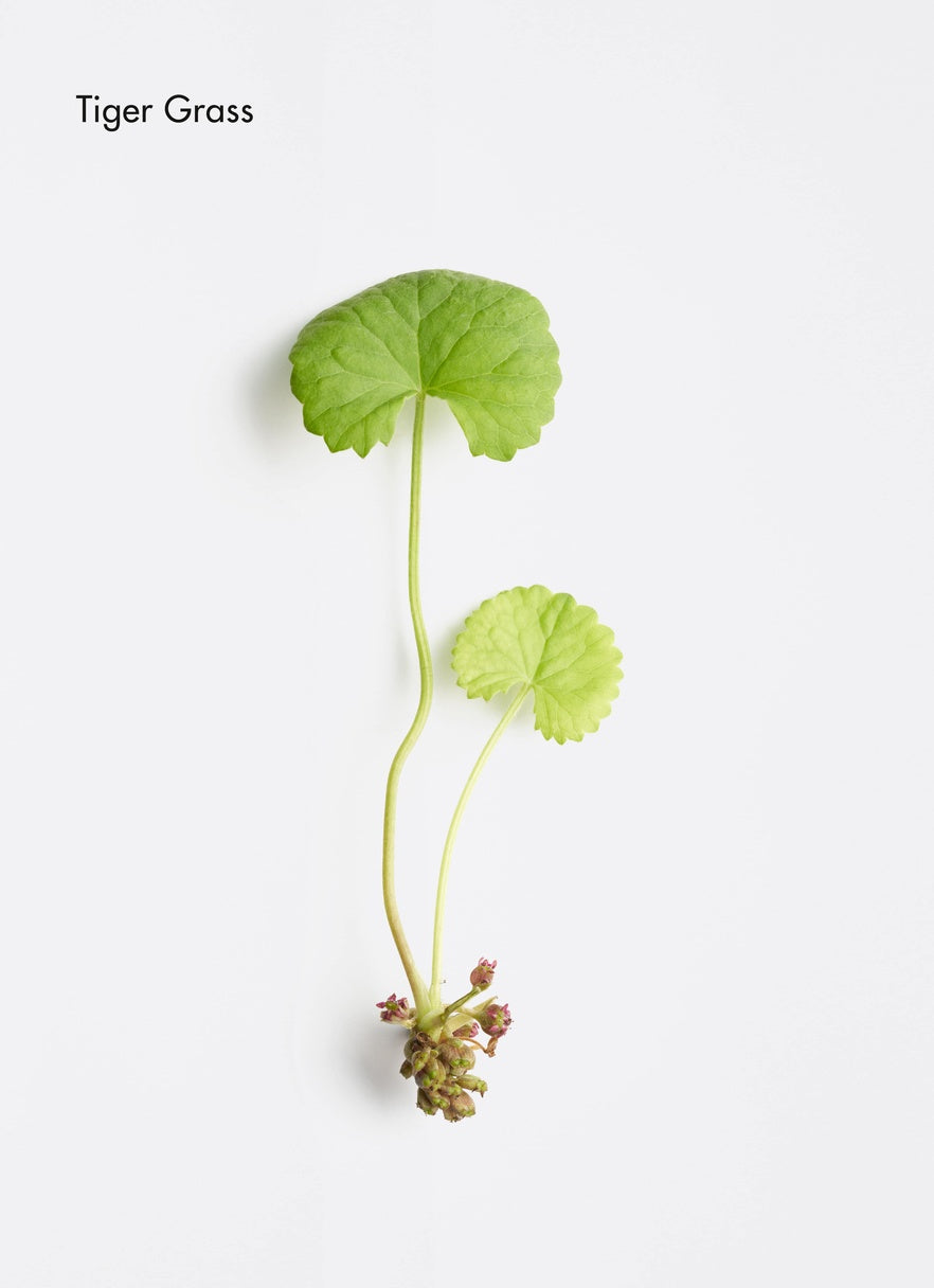 Tiger grass plant on a white background