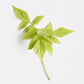 A single fresh sage leaf stem with light green, serrated leaves on a plain white background, with the word 'Sage' printed in the upper left corner.