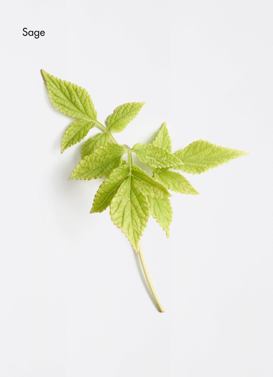 A single fresh sage leaf stem with light green, serrated leaves on a plain white background, with the word 'Sage' printed in the upper left corner.